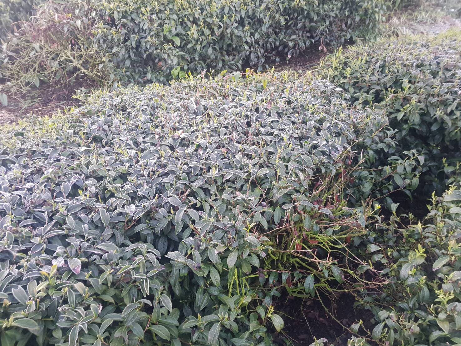 受到嚴重霜害的茶園