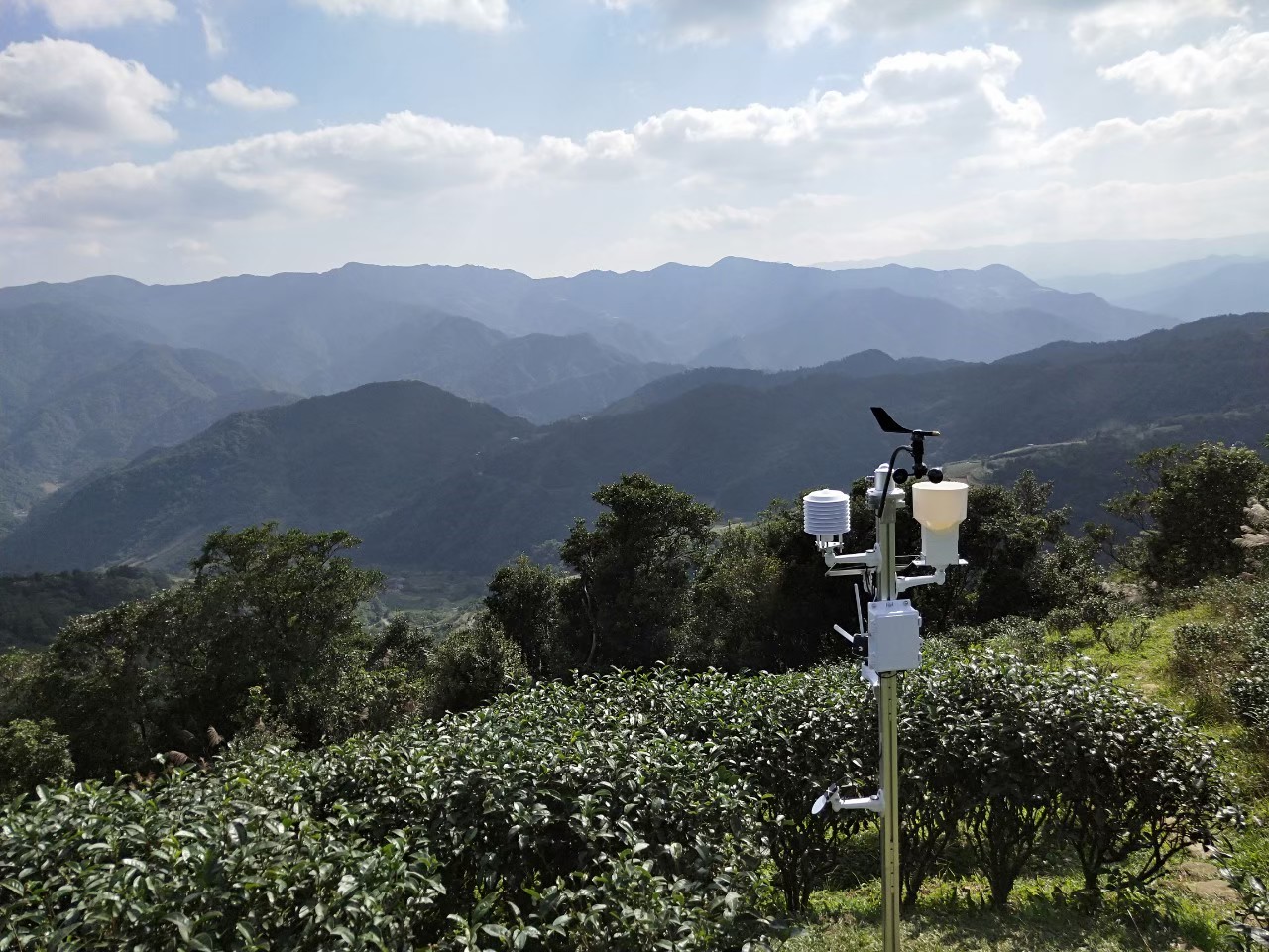 茶園氣象站