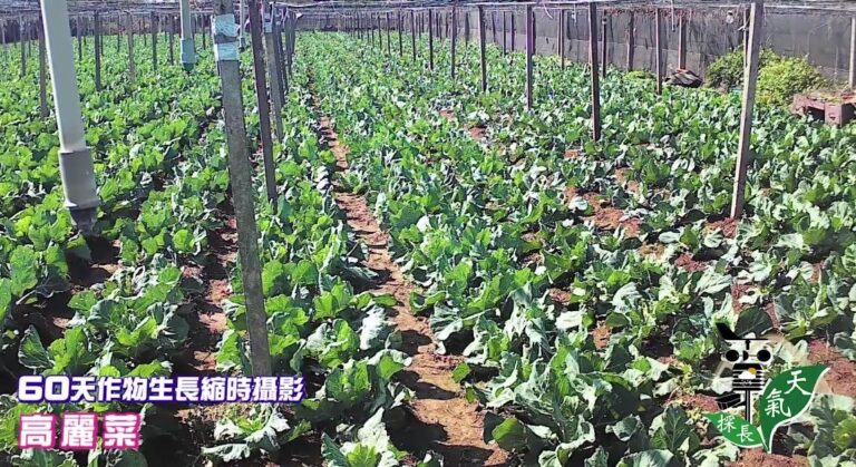 Cabbage