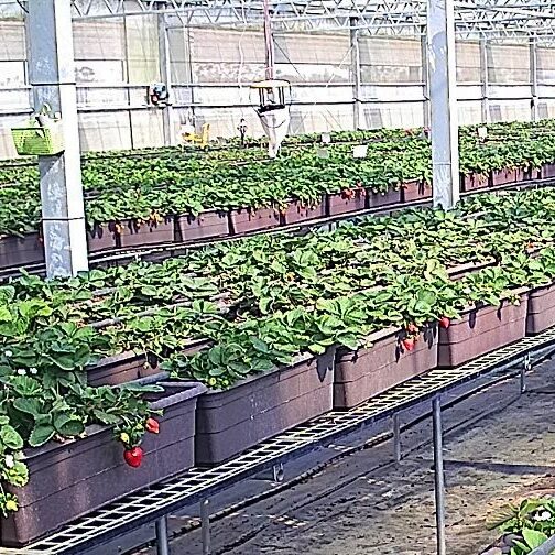 今年草莓漲價了?!