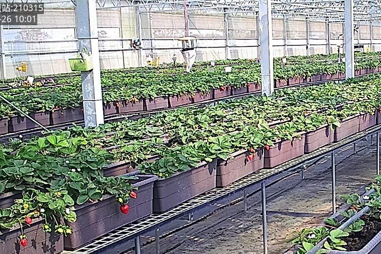 今年草莓漲價了?!