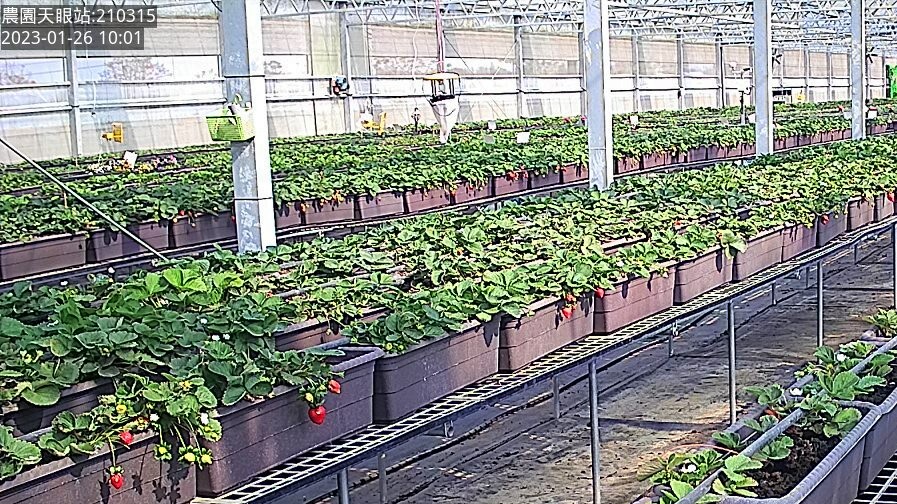 今年草莓漲價了?!